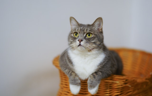 Laundry Basket 1